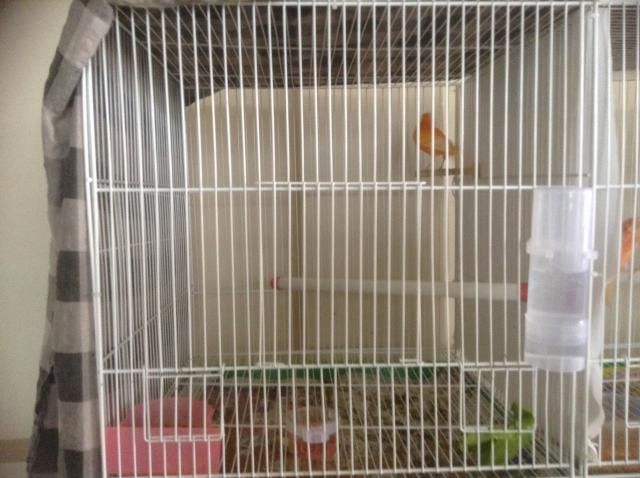 Mi đá bao sổ - 1