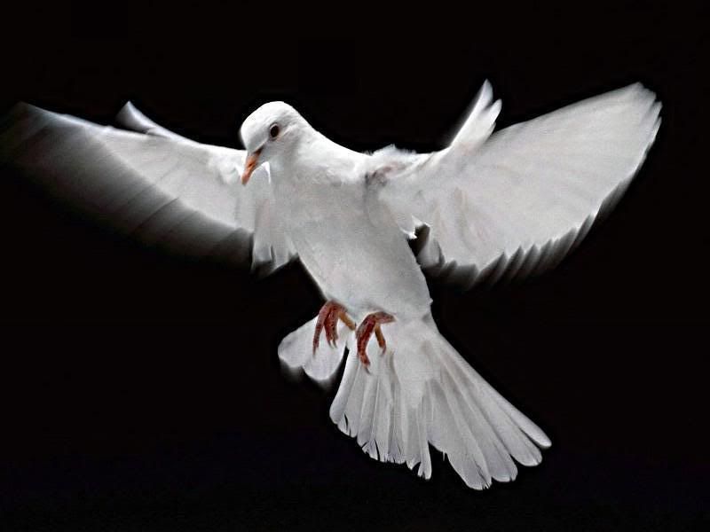 espiritu santo Pictures, Images and Photos