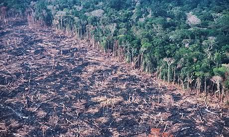 deforestation Pictures, Images and Photos