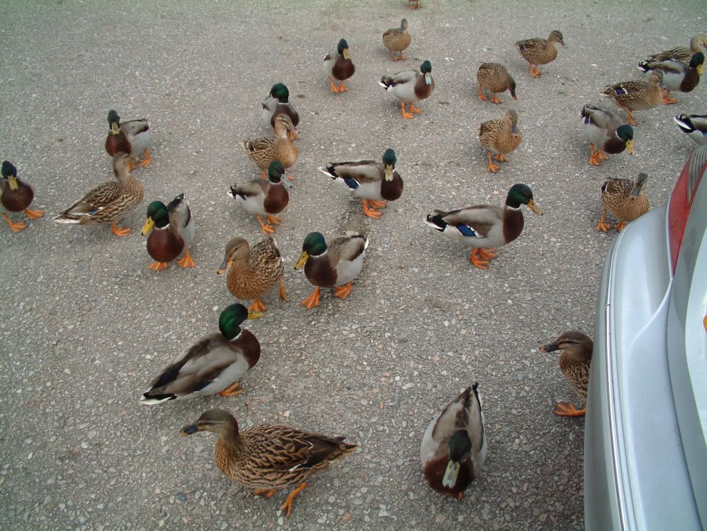 Ducks.jpg