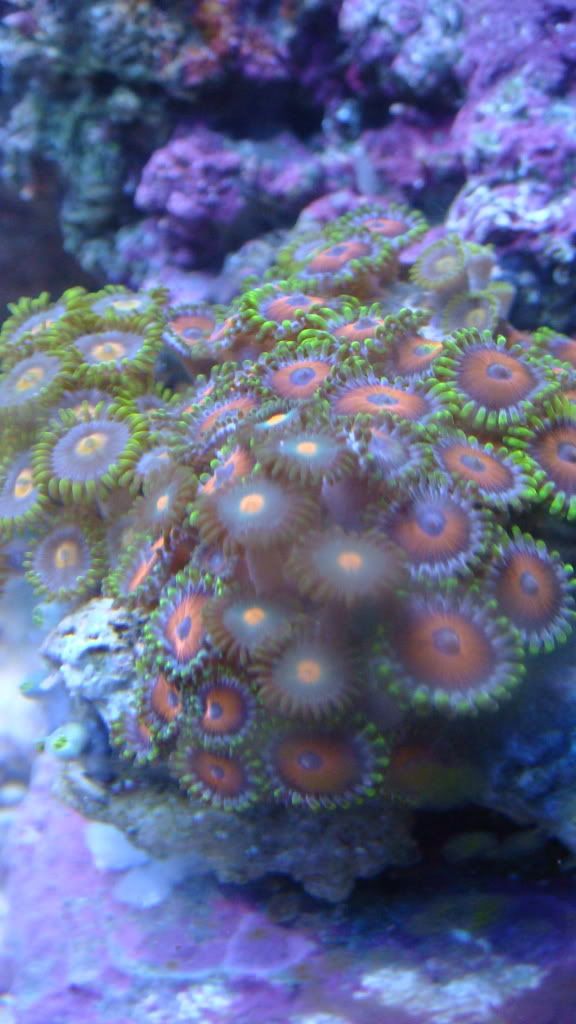 zoas.jpg