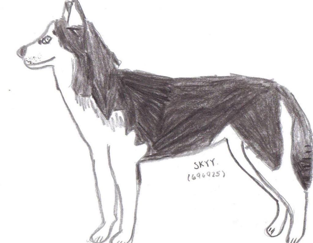 Drawn Husky