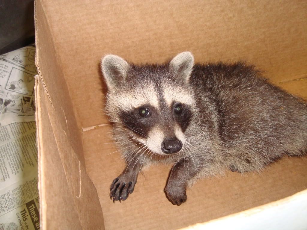 raccoon r femur fx