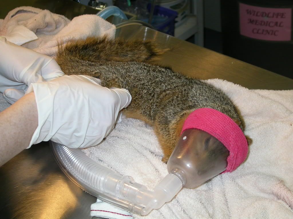 Physical Exam Pager Squirrel