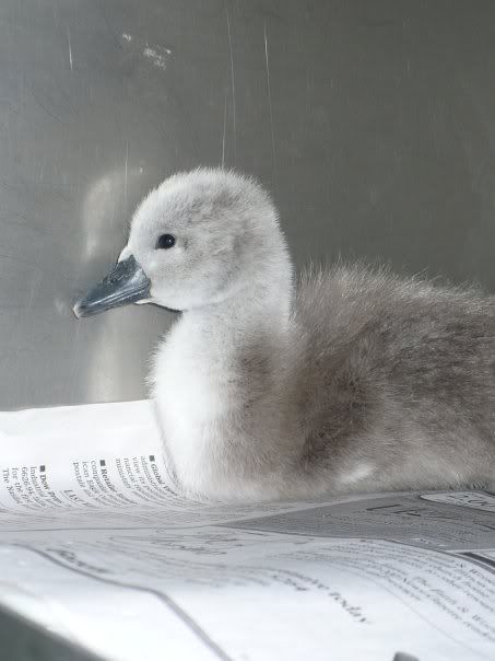 Cygnet