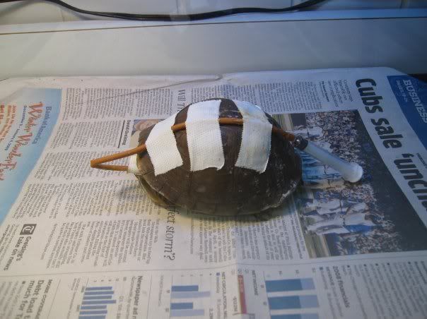 feeding tube turtle