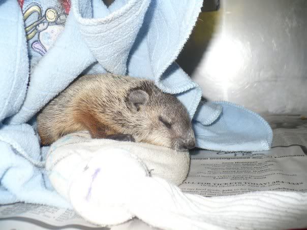 baby groundhog