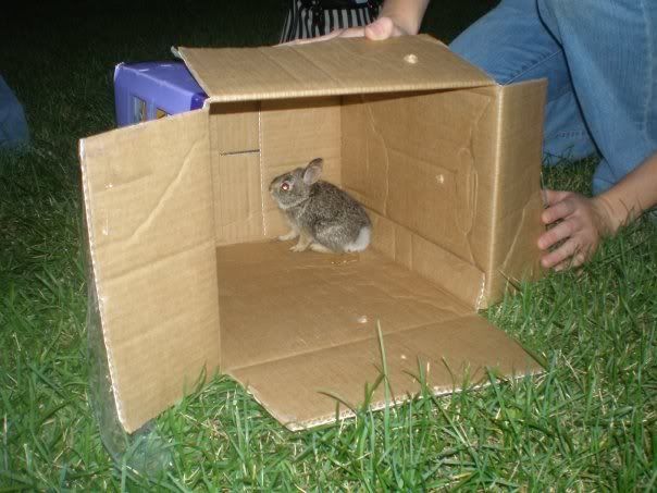 Bunny Release (Jessa)