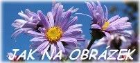 citáty cincila