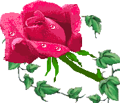 rose Pictures, Images and Photos