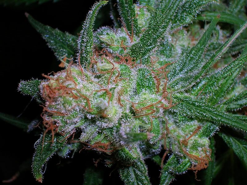 Cannabiogen Destroyer