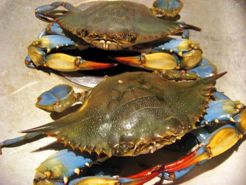 Blue Crabs Pictures, Images and Photos