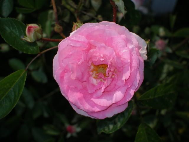 rose015.jpg