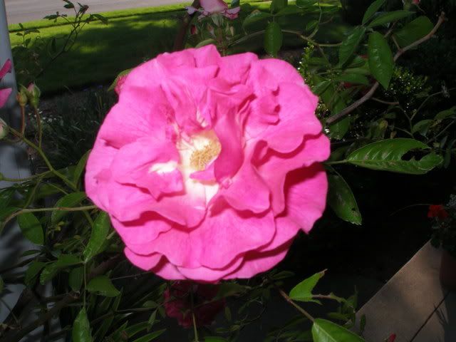 rose016.jpg