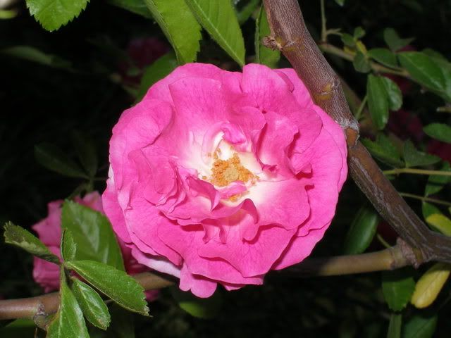 rose018.jpg