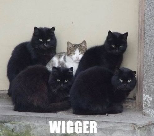 wigger cat Pictures, Images and Photos