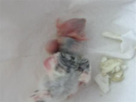 number5.jpg