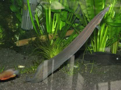 http://i258.photobucket.com/albums/hh248/ydeschoe/aquarium/IMG_0069.jpg
