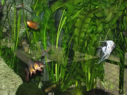 http://i258.photobucket.com/albums/hh248/ydeschoe/aquarium/IMG_0071.jpg