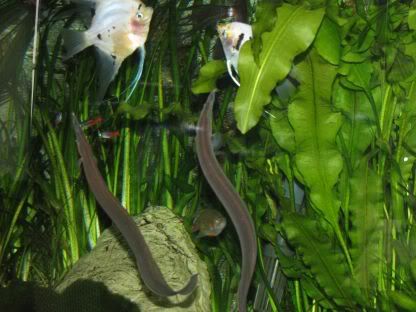 http://i258.photobucket.com/albums/hh248/ydeschoe/aquarium/IMG_0072.jpg