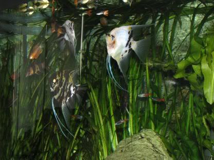 http://i258.photobucket.com/albums/hh248/ydeschoe/aquarium/IMG_0073.jpg