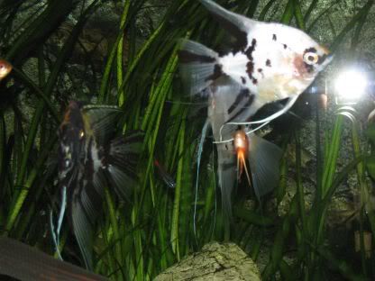 http://i258.photobucket.com/albums/hh248/ydeschoe/aquarium/IMG_0074.jpg
