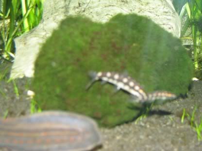http://i258.photobucket.com/albums/hh248/ydeschoe/aquarium/IMG_0075.jpg