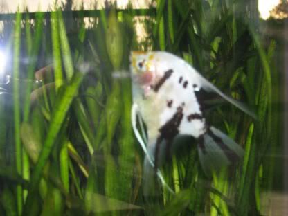 http://i258.photobucket.com/albums/hh248/ydeschoe/aquarium/IMG_0076.jpg