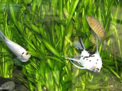 http://i258.photobucket.com/albums/hh248/ydeschoe/aquarium/IMG_0079.jpg