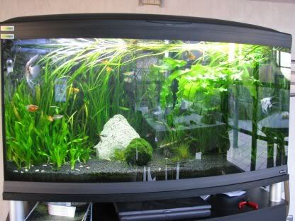 http://i258.photobucket.com/albums/hh248/ydeschoe/aquarium/IMG_0080.jpg