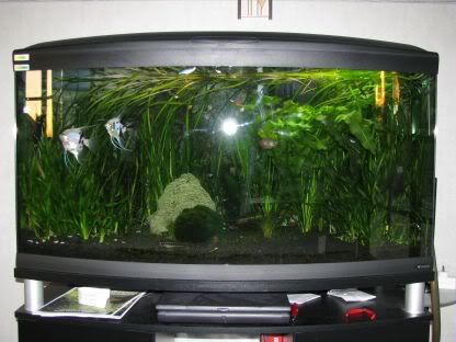 http://i258.photobucket.com/albums/hh248/ydeschoe/aquarium/IMG_0081.jpg