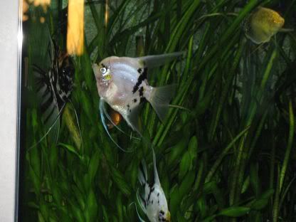 http://i258.photobucket.com/albums/hh248/ydeschoe/aquarium/IMG_0082.jpg