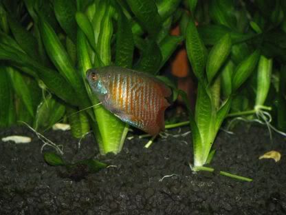 http://i258.photobucket.com/albums/hh248/ydeschoe/aquarium/IMG_0085.jpg