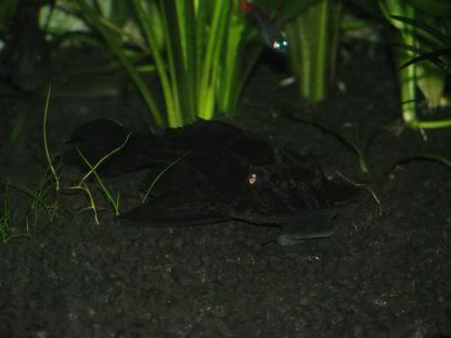 http://i258.photobucket.com/albums/hh248/ydeschoe/aquarium/IMG_0088.jpg
