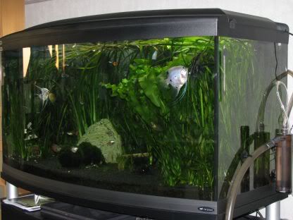 http://i258.photobucket.com/albums/hh248/ydeschoe/aquarium/IMG_0090.jpg