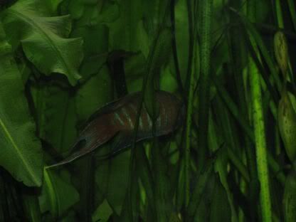 http://i258.photobucket.com/albums/hh248/ydeschoe/aquarium/IMG_0093.jpg