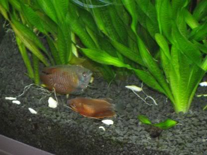 http://i258.photobucket.com/albums/hh248/ydeschoe/aquarium/IMG_0097.jpg