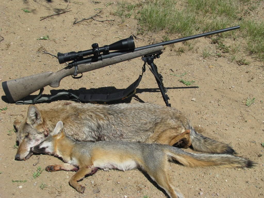 foxcoyote028.jpg