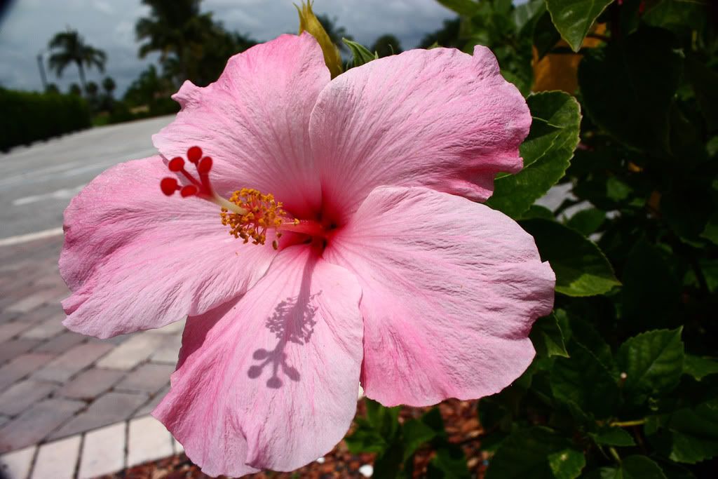 IMAGE: http://i258.photobucket.com/albums/hh250/viper042391/DPP_0011copy.jpg