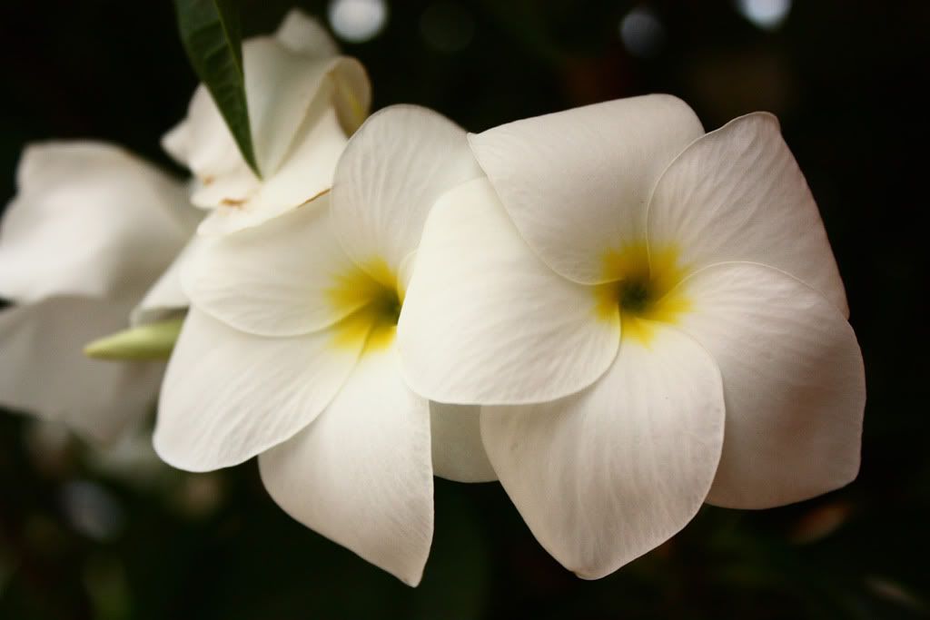 IMAGE: http://i258.photobucket.com/albums/hh250/viper042391/DPP_0019copy.jpg