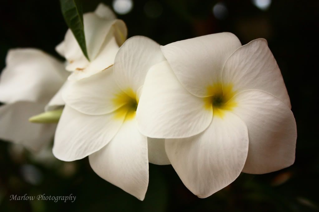 IMAGE: http://i258.photobucket.com/albums/hh250/viper042391/DPP_0019copy2.jpg