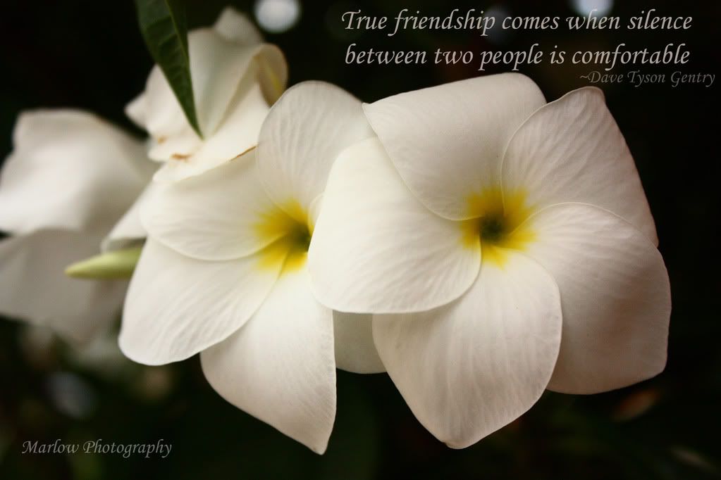 IMAGE: http://i258.photobucket.com/albums/hh250/viper042391/DPP_0019copy3.jpg