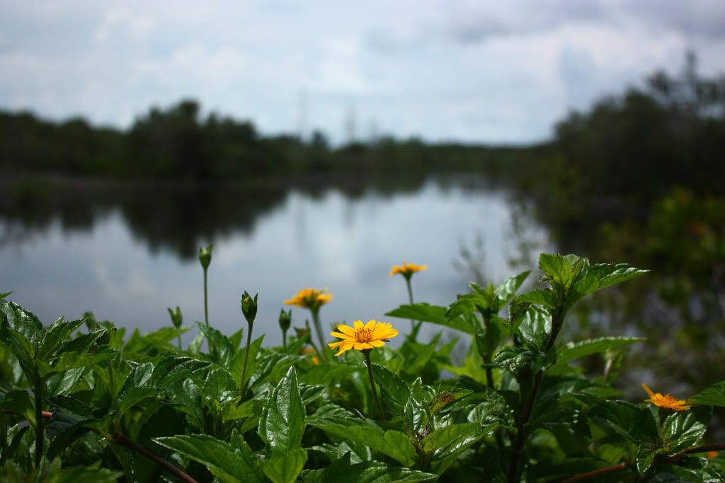 IMAGE: http://i258.photobucket.com/albums/hh250/viper042391/DPP_0024copy.jpg