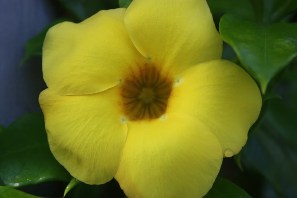 IMAGE: http://i258.photobucket.com/albums/hh250/viper042391/IMG_0013copy.jpg