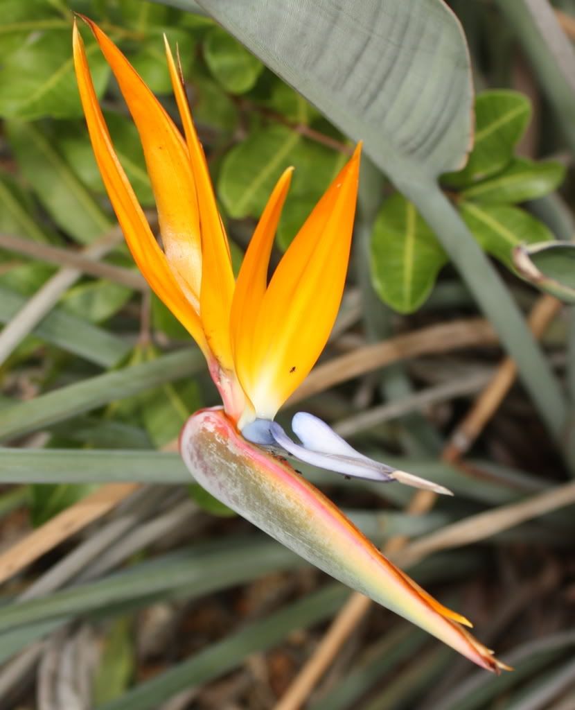 IMAGE: http://i258.photobucket.com/albums/hh250/viper042391/IMG_0019.jpg