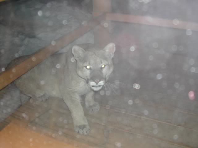 cougar door photo: cougar out back door cougar3.jpg