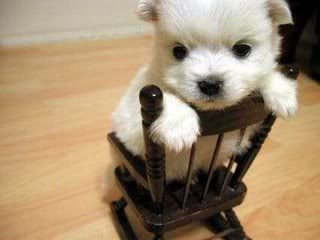 Cute Puppy on Chair