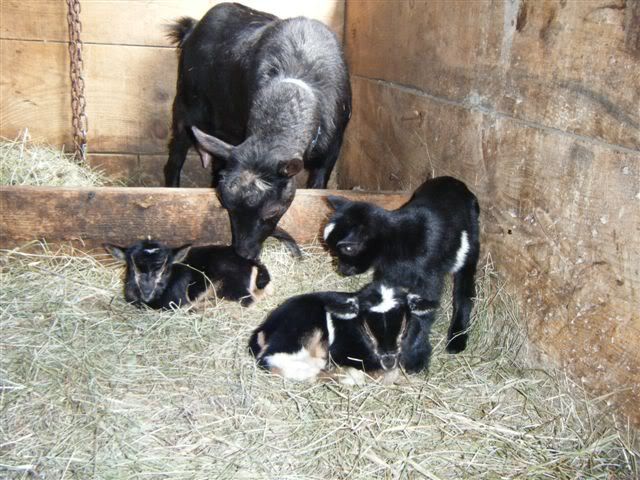 Pics of my new Nigerian triplets-please look - Goats