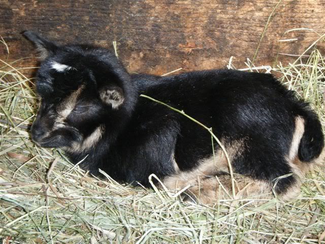 Pics of my new Nigerian triplets-please look - Goats