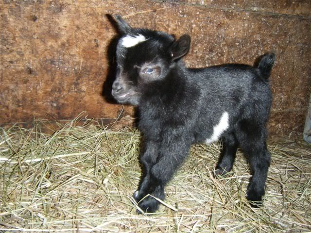 Pics of my new Nigerian triplets-please look - Goats